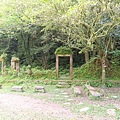 2020419雙溪崩山坑古道前段＋柑腳山＋中坑古道_200420_0307.jpg