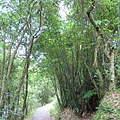 2020614雙溪虎豹潭崩山坑古道後段保成坑古道_200617_0139.jpg