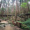 20200620 特富野 阿里山青年活動中心_200623_0015.jpg