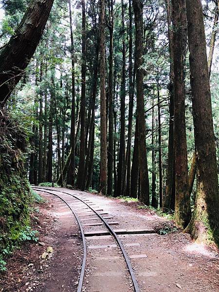 202006 特富野 鹿林 麟趾 小笠原_200624_0369.jpg