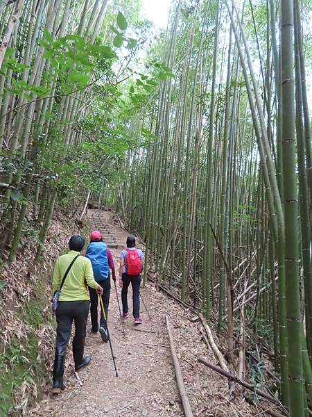 20201009桃園復興巴陵古道+幽靈瀑布、水濂洞瀑布_201025_14.jpg