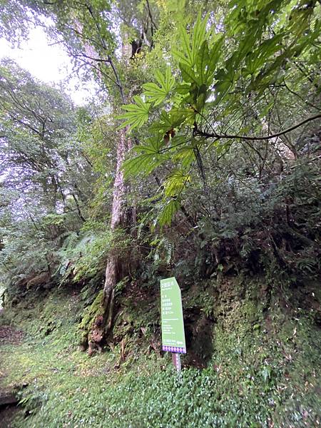 20201010桃園復興 拉拉山神木步道_201025_78.jpg