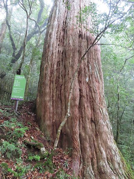 20201010桃園復興 拉拉山神木步道_201025_40.jpg