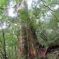 20201010桃園復興 拉拉山神木步道_201025_43.jpg