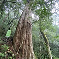 20201010桃園復興 拉拉山神木步道_201025_41.jpg