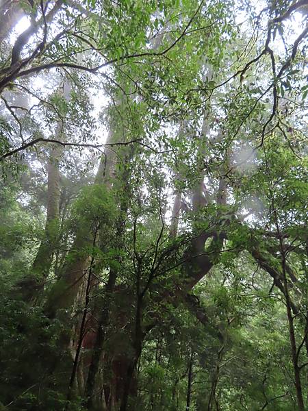 20201010桃園復興 拉拉山神木步道_201025_46.jpg