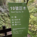 20201010桃園復興 拉拉山神木步道_201025_51.jpg