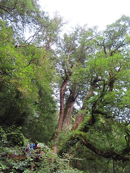 20201010桃園復興 拉拉山神木步道_201025_55.jpg