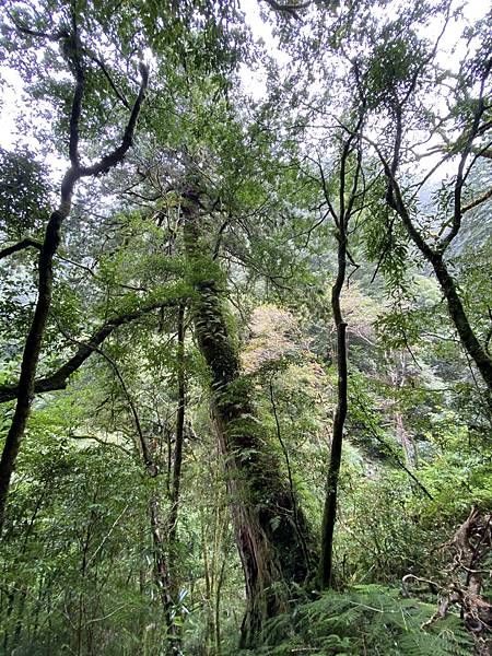 20201010桃園復興 拉拉山神木步道_201025_60.jpg