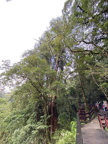 20201010桃園復興 拉拉山神木步道_201025_68.jpg