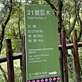 20201010桃園復興 拉拉山神木步道_201025_22.jpg