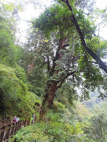 20201010桃園復興 拉拉山神木步道_201025_25.jpg