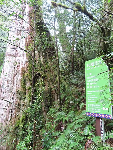 20201010桃園復興 拉拉山神木步道_201025_39.jpg