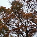 2020118，9 太平山翠峰湖_201111_162.jpg