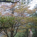 2020118，9 太平山翠峰湖_201111_2.jpg