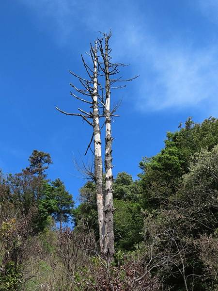 20210502馬武佐野郡山-羅馬神木_210507_15.jpg