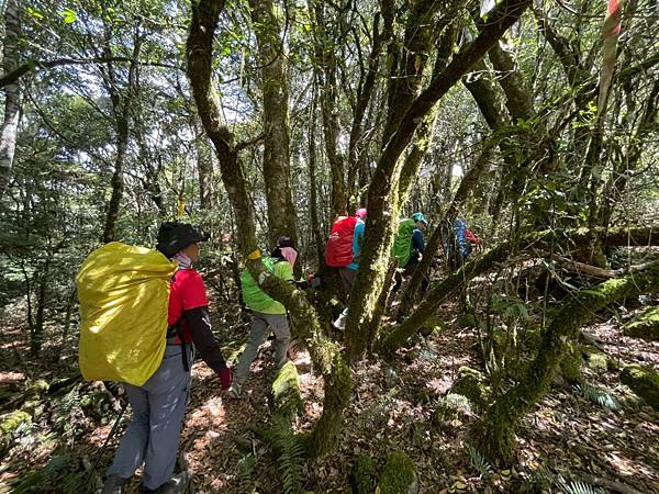 20210502馬武佐野郡山-羅馬神木_210507_75.jpg