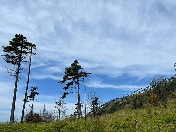 20210502馬武佐野郡山-羅馬神木_210507_153.jpg