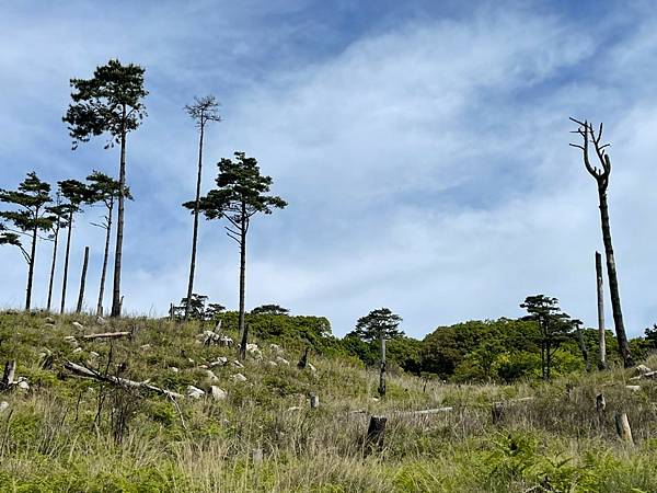 20210502馬武佐野郡山-羅馬神木_210507_168.jpg