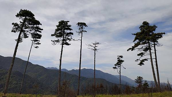 20210502馬武佐野郡山-羅馬神木_210507_269.jpg