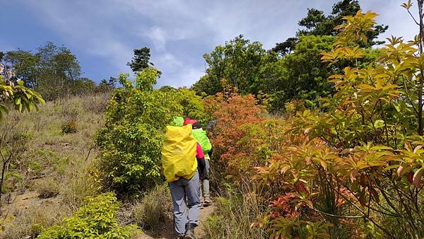 20210502馬武佐野郡山-羅馬神木_210507_294.jpg