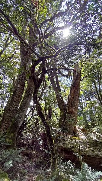 20210502馬武佐野郡山-羅馬神木_210507_343.jpg