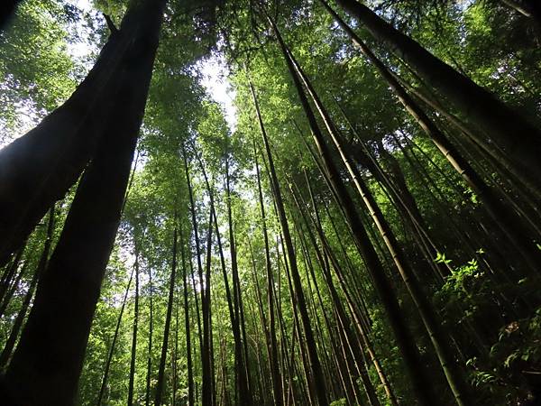 20210829南投鹿谷_54小百岳 金柑樹山、嶺頭山+Peter生日快樂_210901_88.jpg