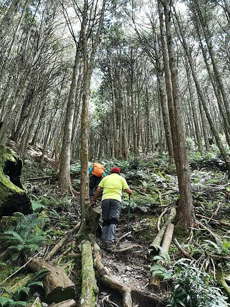 LINE_ALBUM_20210921台中和平區大雪山遊樂園區200林道   北三錐山_210923_81.jpg