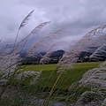 LINE_ALBUM_玉里行_211103_40.jpg