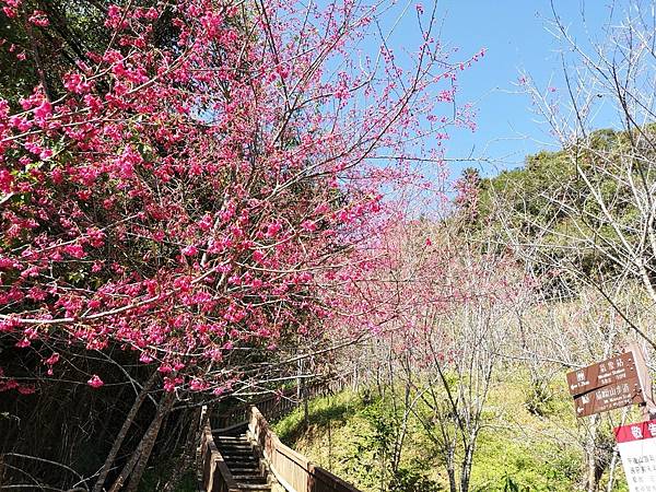 20220206南投魚池鄉_49小百岳 貓囒山_220216_167.jpg