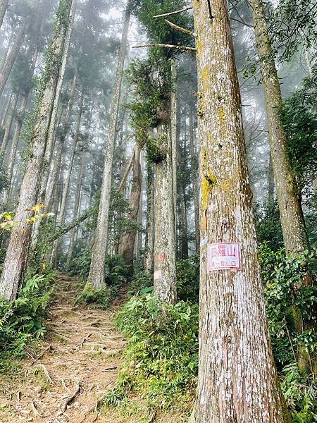 20231112 新竹五峰鄉油羅山