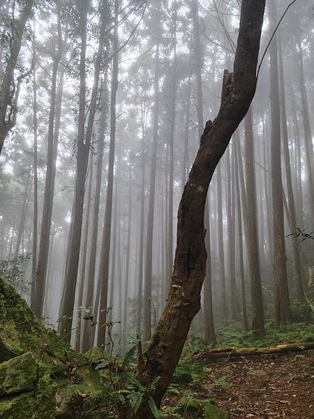 20231112 新竹五峰鄉油羅山