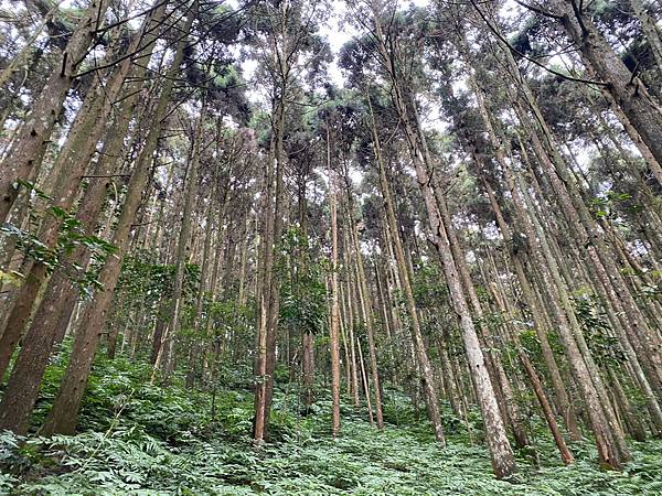 20231126 苗栗南庄鄉 向天湖山 光天高山