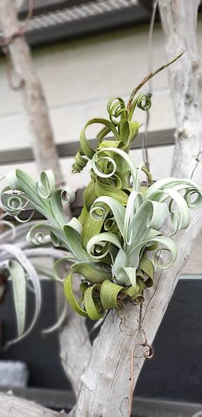 8701FE82-6392-447A-95F0-A1FD8417604B.jpeg 8701FE82-6392-447A-95F0-A1FD8417604B.jpeg