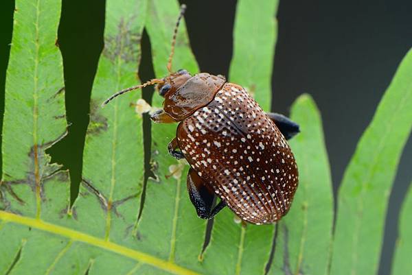 676A613C-7D4F-4AA2-9D81-DB75FA41958D.jpeg 676A613C-7D4F-4AA2-9D81-DB75FA41958D.jpeg