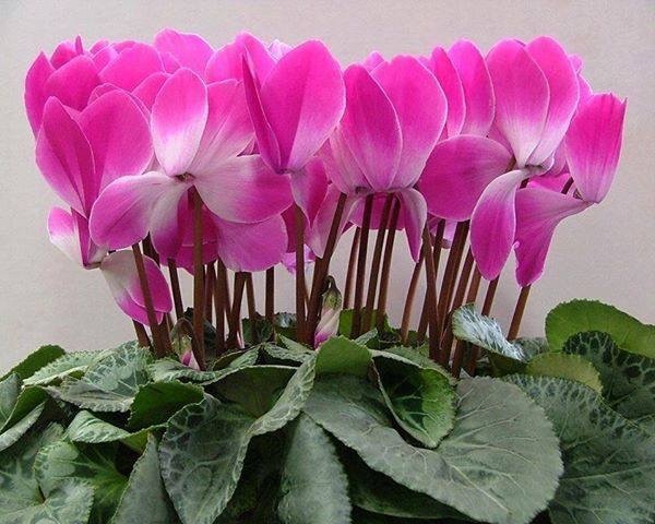 2CFE6D67-C60B-4B05-91F7-DD15BA37ABD0.jpeg 2CFE6D67-C60B-4B05-91F7-DD15BA37ABD0.jpeg