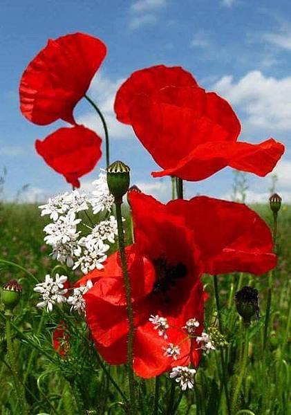 6CA490CF-610F-480B-86A1-D219E72FC8F0.jpeg 6CA490CF-610F-480B-86A1-D219E72FC8F0.jpeg