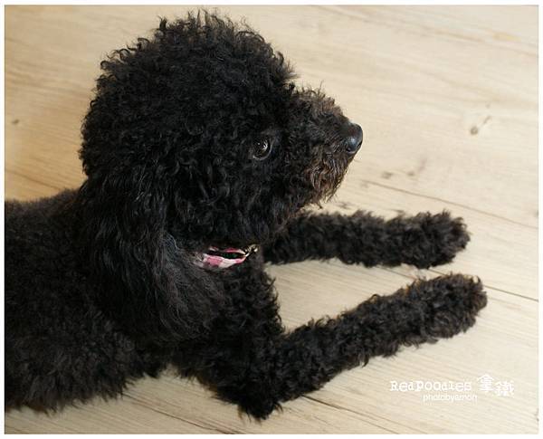 Redpoodles0.jpg Redpoodles0.jpg