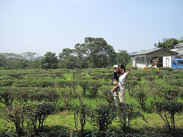 一大片茶園