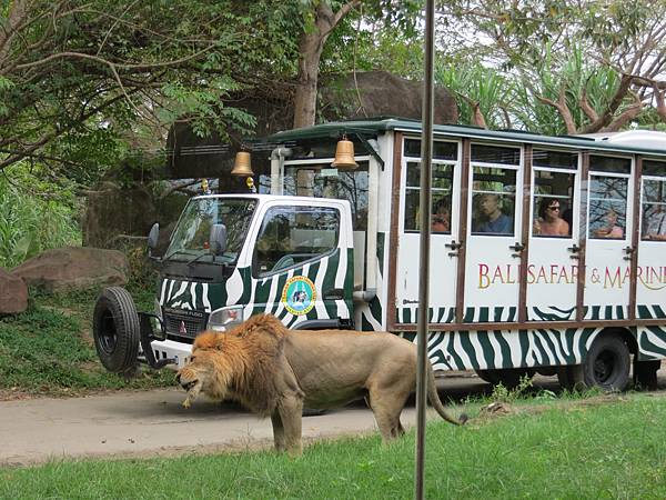 坐遊園車看動物真的很近...很有臨場感!