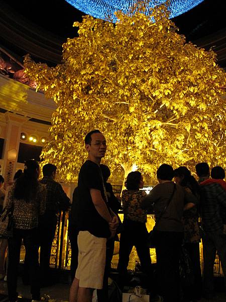 永利酒店的富貴龍吉祥樹秀