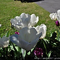 Royal Botanic Gardens