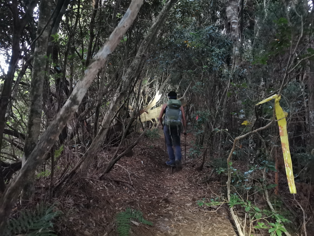 西巒大山-夜宿人倫林道全攻略-gpx軌跡、離線地圖實用分享