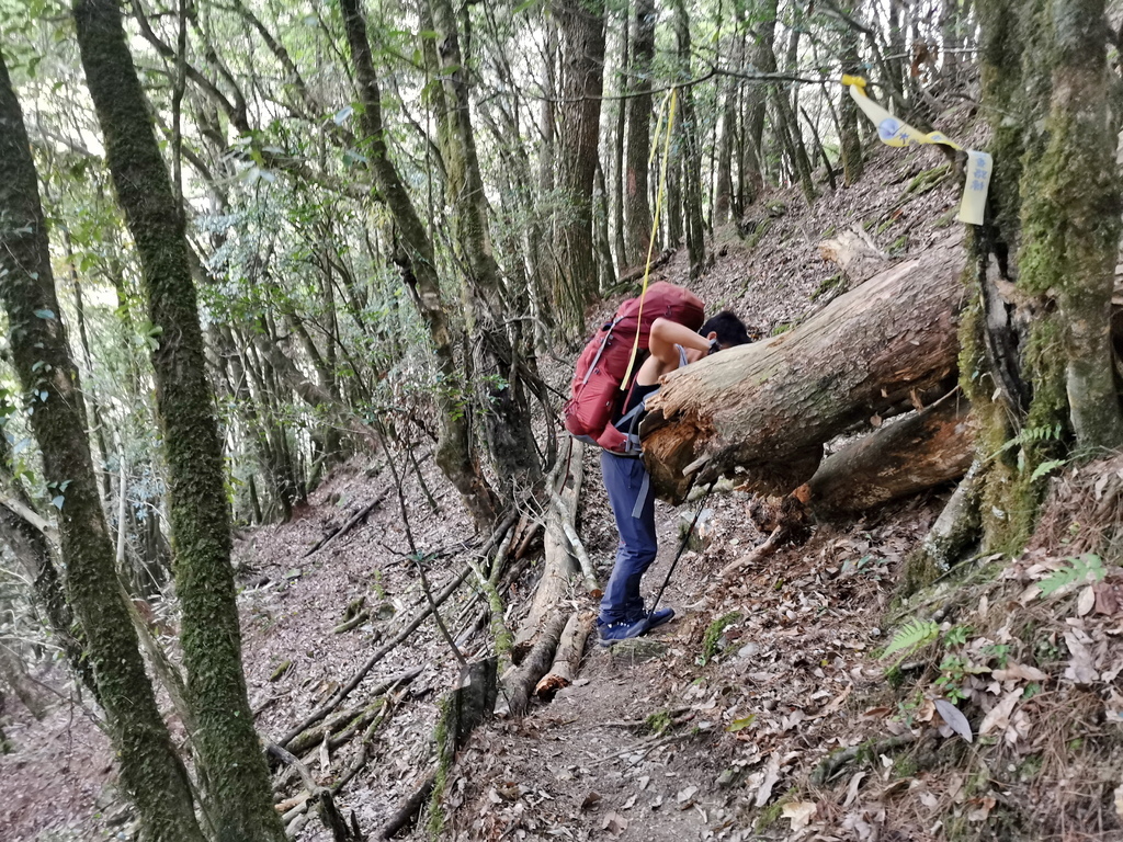 屏風山111.2K新登山口～三日耍廢糜爛渡假行