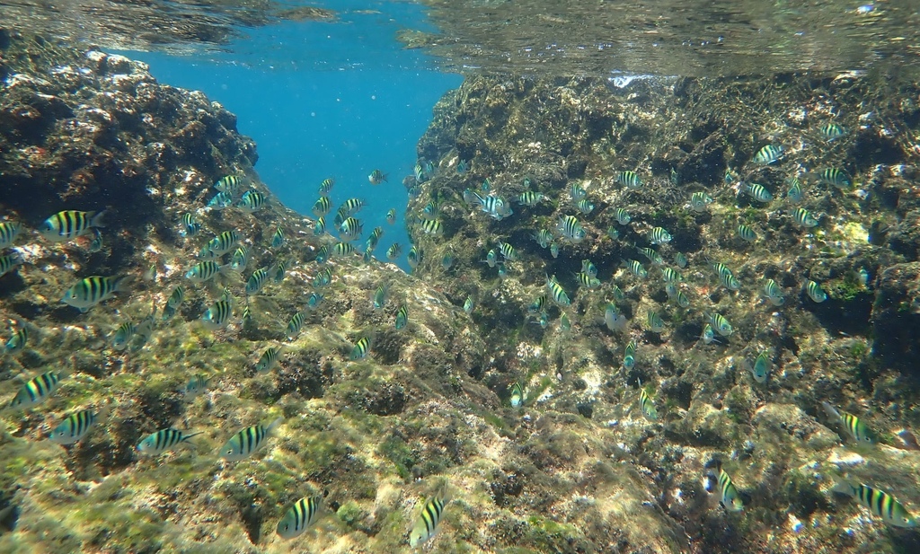 浮潛新手村 鼻頭角公園