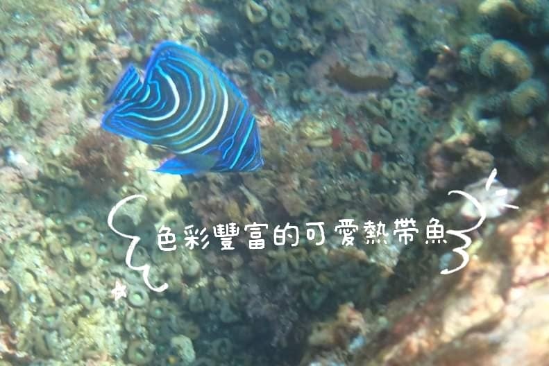 東北角龍洞浮潛趣