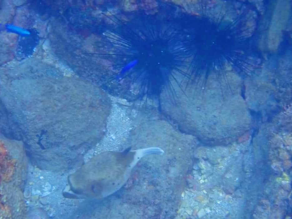 東北角龍洞浮潛趣