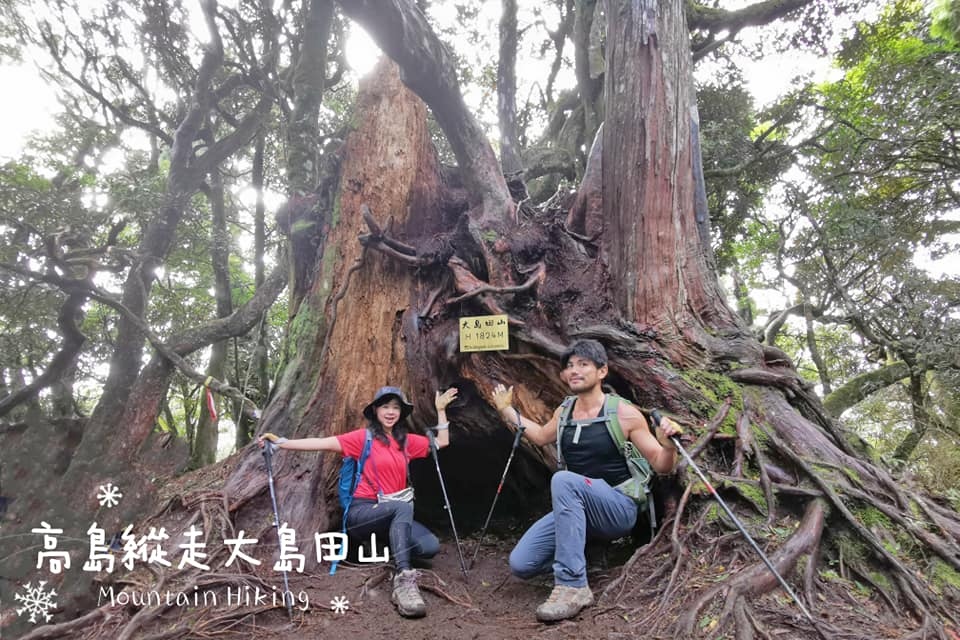 高島縱走~沐浴在耶穌光下的杉木姑婆芋森林