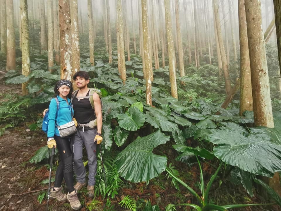 高島縱走~沐浴在耶穌光下的杉木姑婆芋森林