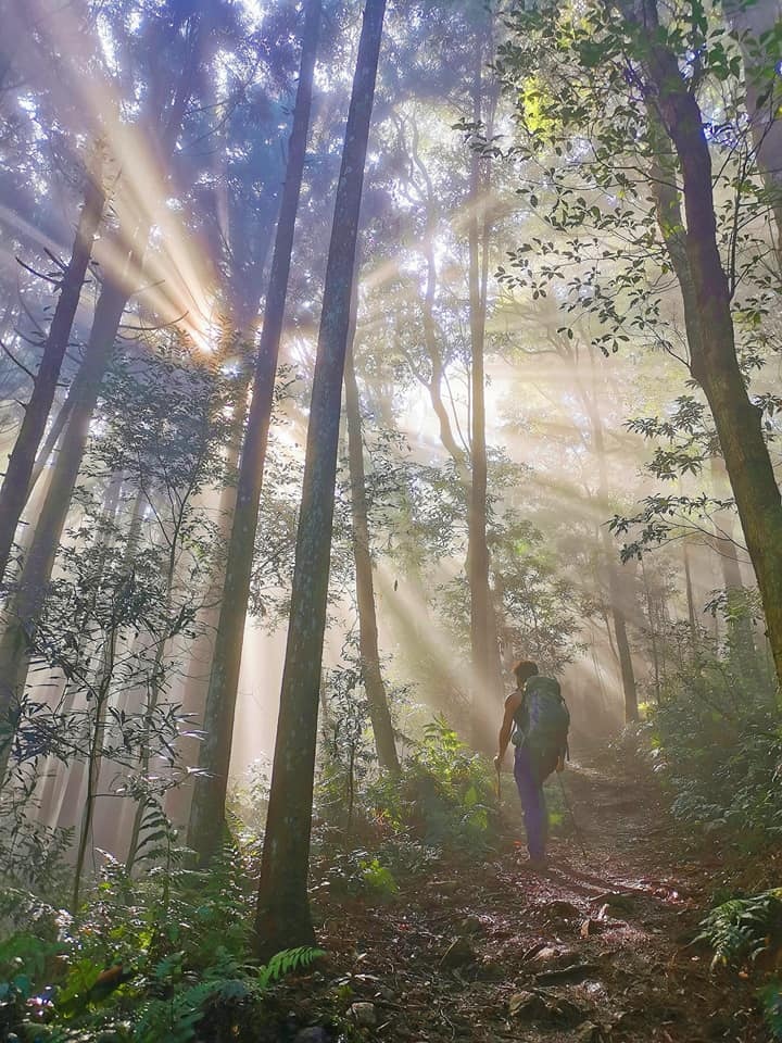 高島縱走~沐浴在耶穌光下的杉木姑婆芋森林